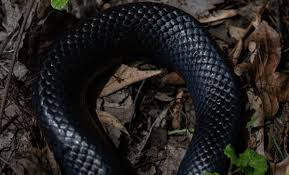 Giulia rosa onlyfans porn that babe is thoughtful,