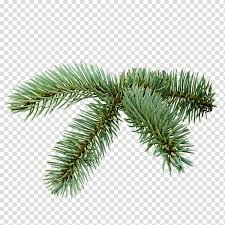 It can be downloaded in best resolution and used for design and web design. Png Clipart Clip Art Of A Spruce Tree