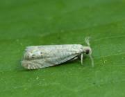 Image result for Cydia microgrammana