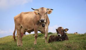 Do female cows have horns. Cows Information Facts On Cows Bulls Calves