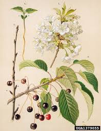 Image result for Prunus