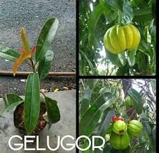 Sebagian orang mengatakan pohon asam gelugur adalah pohon abadi. Asam Gelugor Kawin Buah Jual Beli Anak Pokok Dan Bunga Facebook