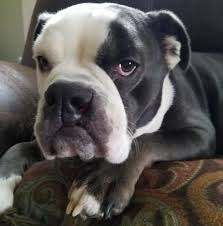 Crumpet the Cleft Palate Pup