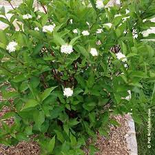 This variety is dwarf in form, reaching a height of 3 to 4 feet. Surprise Our Red Twig Dogwoods Are Blooming Garden Sanity By Pet Scribbles