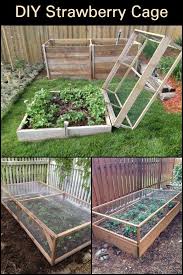 Diy Strawberry Cage Vegetable Garden Design Backyard Garden Backyard