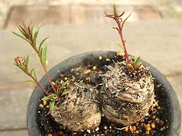 Image result for Aeollanthus subacaulis