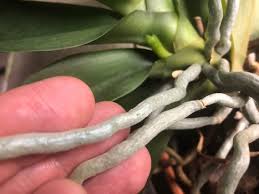 Help My Orchid Is Dying How To Bring An Orchid Back To Life