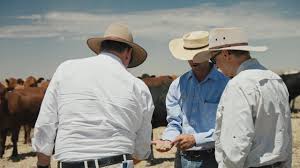 Bill Gates Wrangling Cows In The Outback Bill Gates Outback Cow