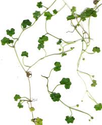Image result for Hydrocotyle mannii
