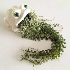 Pin On Plants