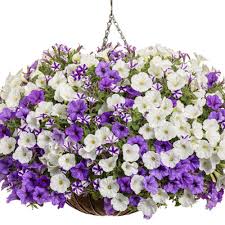 30 acres of greenhouse at your fingertips, we make it easy to shop proven winners® plants. Proven Winners Misty Seas Flower Combinations For Sale Free Shipping