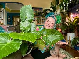 What plant is more fun than an Elephant Ear Colocasia!? 🐘🪴🌈