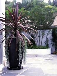 Cordyline Red Spike Great As Height For A Container Does Well In Sun Or Shade Grands Planteurs Exterieures Grandes Jardinieres Exterieures Fleurs Terrasse