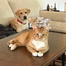 Can T Wait To Kill Shane And Take Over Cute Animals Crazy Cats Crazy Cat Lady