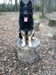 She is 9 years old, and is a wonderful dog. Carolina German Shepherds Home Facebook