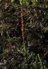 Image result for Disa satyriopsis