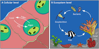 In the ocean, a food chain typically starts with energy from the sun powering phytoplankton, and this provides more specific species identification and greater clarity about exactly who eats whom. Why Are Coral Reefs Hotspots Of Life In The Ocean Frontiers For Young Minds