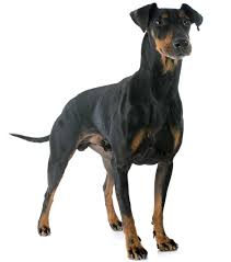 Manchester Terrier Manchester Terrier In 2020 Manchester Terrier Terrier Dog Breeds Dog Breeds