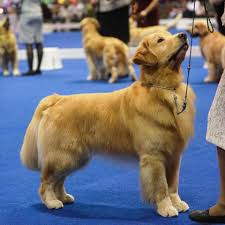 There are 2 boys and 4 girls and their colours are a very light. The Bourbon Greater Louisville Golden Retriever Club Facebook