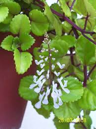 Image result for Plectranthus verticillatus