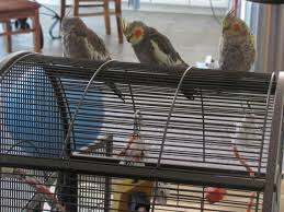 This bird cage design app is the lots of new collection and completely free in offline mode without any problem. How To Set Up A Bird Cage For A Cockatiel Parakeet Or Parrot Pethelpful