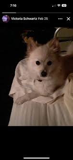 Lost Pets Of Northern Arizona (LPONA)