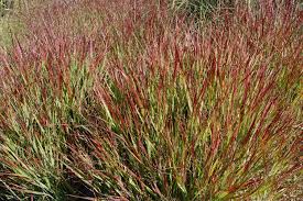Image result for Panicum