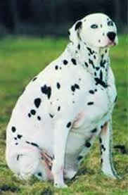 Explore some of the breeds that make up your pup. The Fat Dog Site Visuals