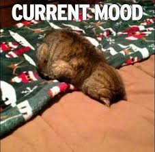 Animals Can Express Our Current Mood In The Most Accurate Way Cute Funny Animals Funny Animal Memes Funny Animals