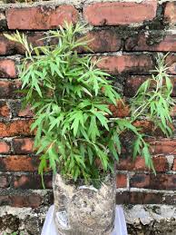 大盆艾草艾葉艾蓬甜艾香艾冰臺艾蒿灸草可吃用驅蚊虫煮食用中藥wormwood plant gardening 傢俬 家居 gardening plants 在carousell