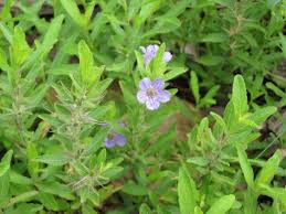 Image result for Dyschoriste radicans