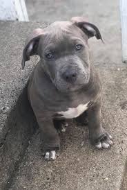 Hello there darlings, my name is rose and i am a gorgeous female american bully puppy! American Blue Bully Pits With Tri Color Gene For Sale Home Facebook