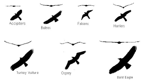 Birds With White Heads And Tails Identifying Birds Of Prey In Flight Raptor Resource Project Birds Of Prey Identifying Birds Raptors Bird