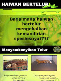 Kepentingan haiwan kepada hidupan lain 1. Haiwan Bertelur Ppt