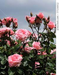 玫瑰（愛子公主）【八津玫瑰園】-照片素材（圖片） [77138012] - PIXTA圖庫