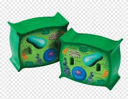 Maybe you would like to learn more about one of these? Plant Cell Cross Section Cel Lula Animal Plant And Animal Cells Process Possibilities Plants Game Cell Png Pngegg