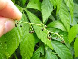 Les chercheurs belges l'expérimentent depuis plusieurs années contre un cancer cérébral, le glioblastome. Plante Chine Infos