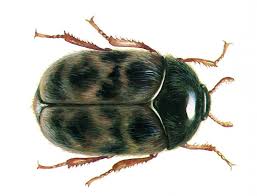 Image result for Cadaba termitaria