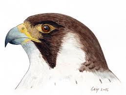 Mas não é de novelas que. Falcao Peregrino Respira Natureza