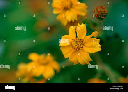 Image result for Guizotia scabra