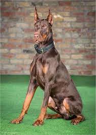 It's also free to list your available puppies and litters on our site. Woozy Dogs Accessories House G Dogcostumesdarthvader Doberman Dogs Family Protection Dogs Doberman Pinscher