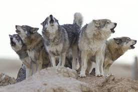 2mg C Wild Animal Sanctuary Wolf Dog Animal Sanctuary