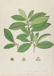 Image result for Suregada