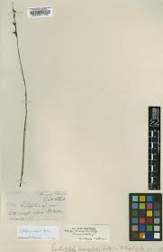 Image result for Eulophia fridericii