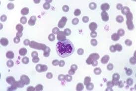 Before maturation, as all eukaryotic cells, rbcs have a full complement of organelles. Red Blood Cells In Animals Circulatory System Veterinary Manual