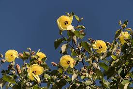 Once flowering takes place, a plant declines and often dies entirely. Cotton Tree Hibiscus Tiliaceus Flowers Yellow Tree Queensland Australia Sub Tropical Blue Sky Blossom Pxfuel