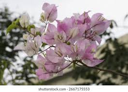Image result for Nyctaginaceae