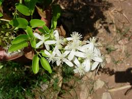 3 lt pot (60cm cane) £23.99 email me when in stock. Clematis Flammula Or Clematis Gouriana Efloraofindia