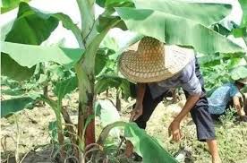 「香蕉採收過程」的圖片搜尋結果