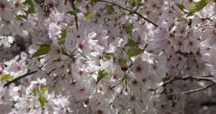 The flora of central park was documented through extensive collection of herbarium specimens central park is located on the island of manhattan (new york county) in southeast new york state. Central Park New York City Stock Footage Video 100 Royalty Free 8309356 Shutterstock